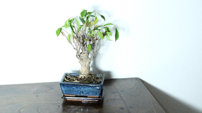 rumah247.com